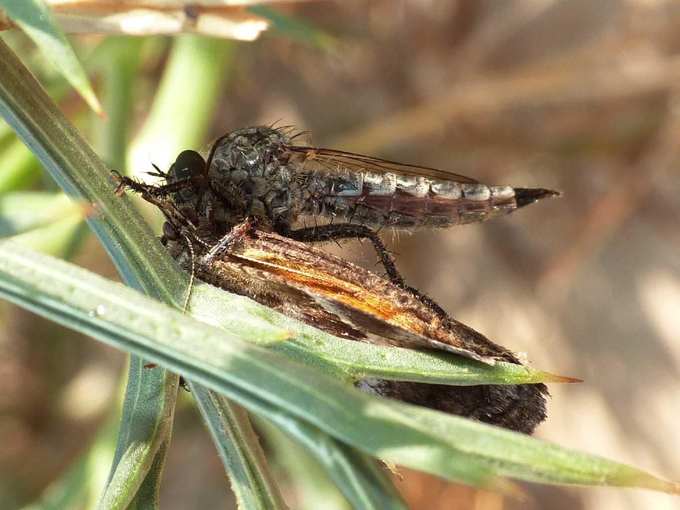 Predatori di farfalle